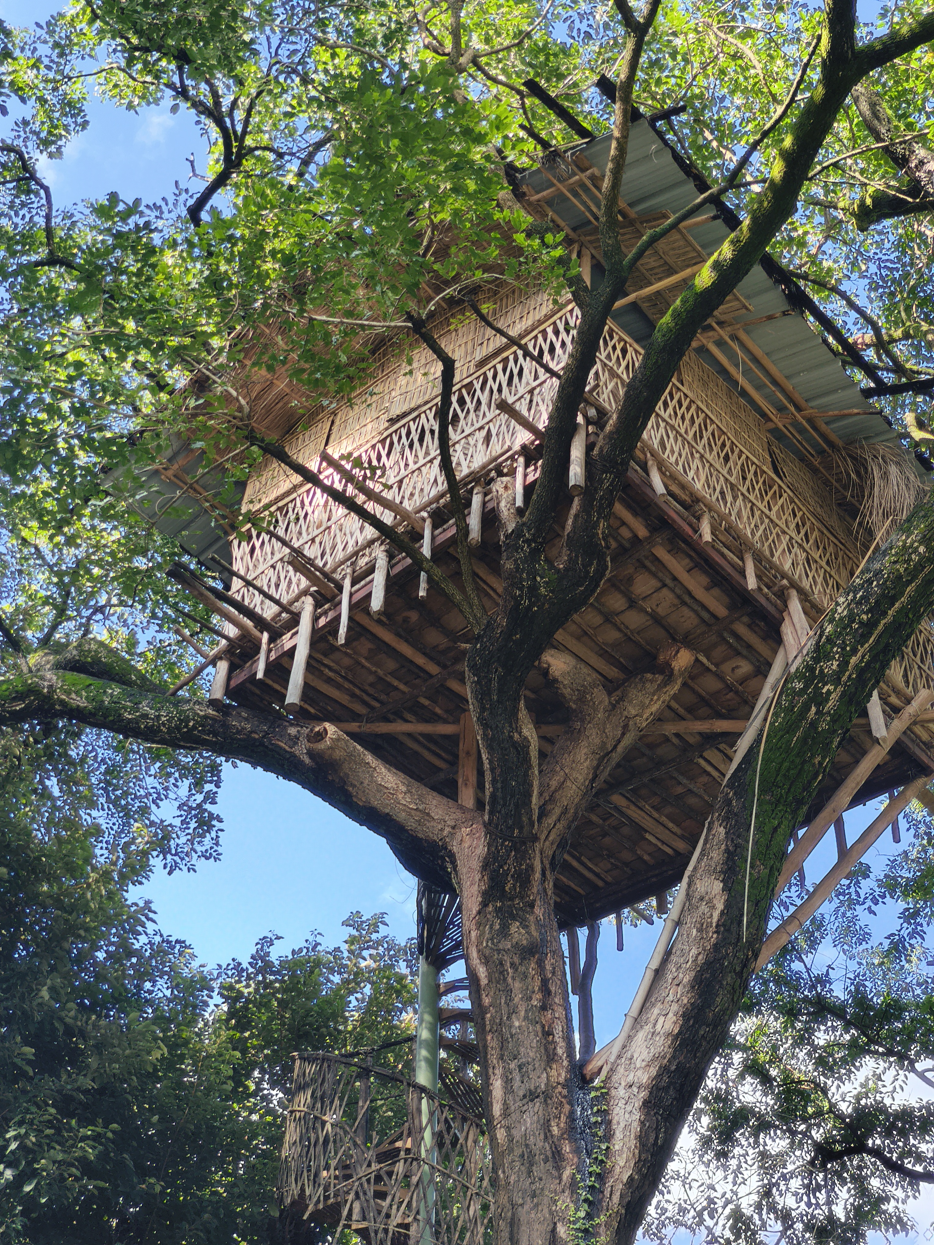 The legendary treehouse