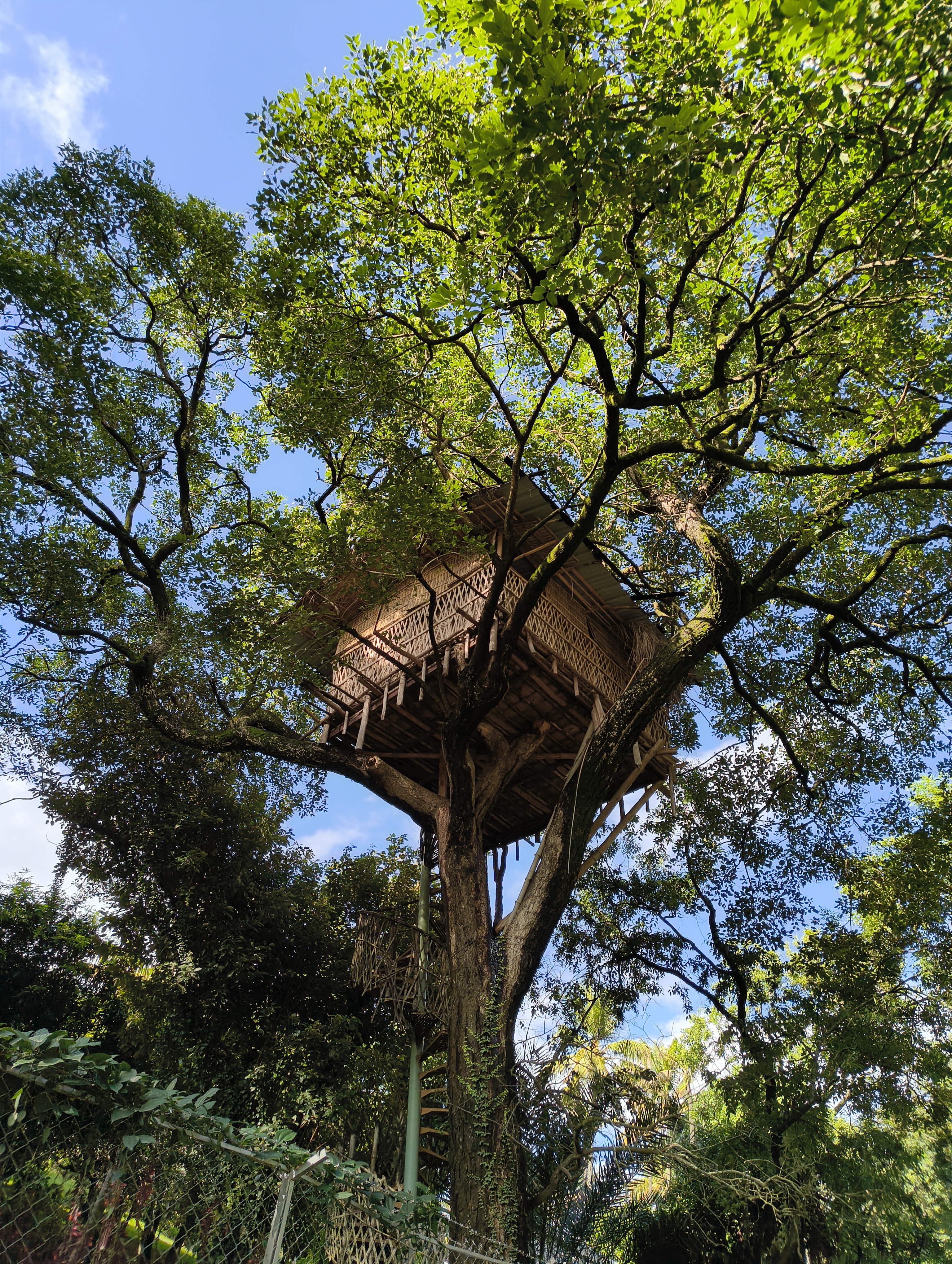 The legendary treehouse from another angle